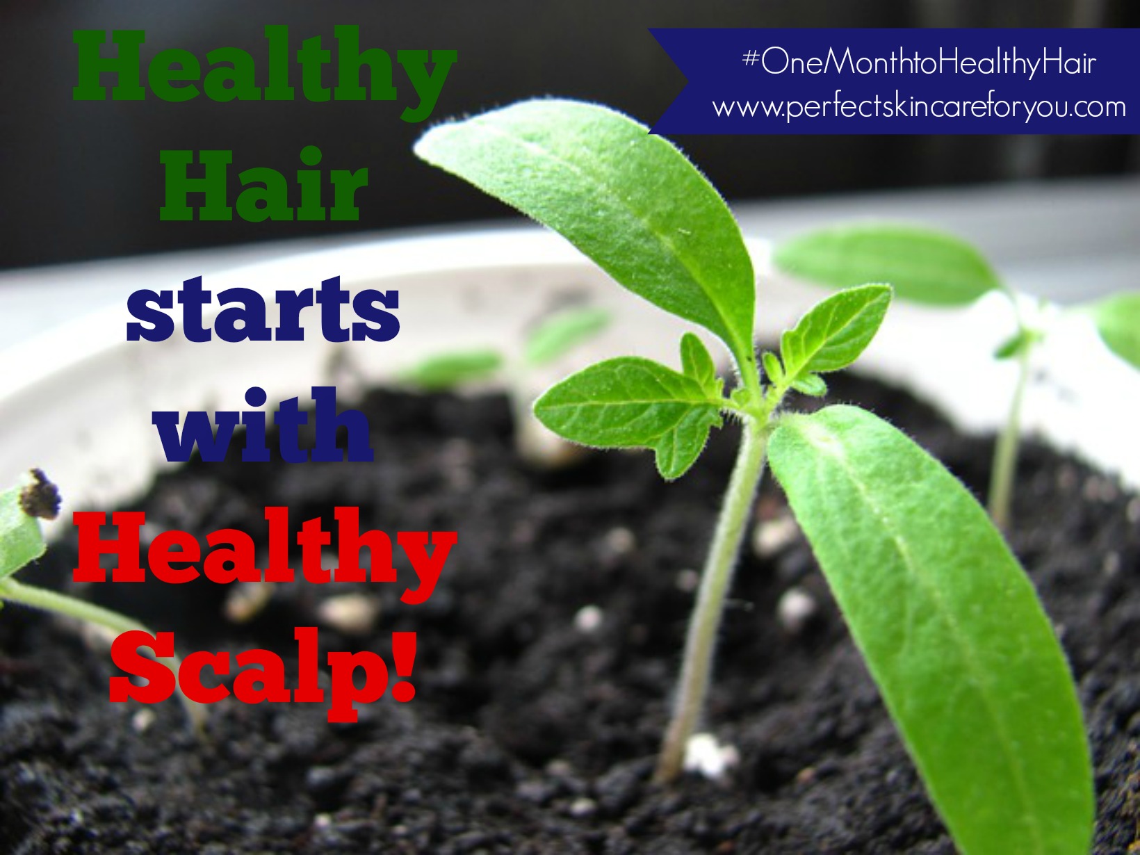 healthy scalp promotes healthy hair growth