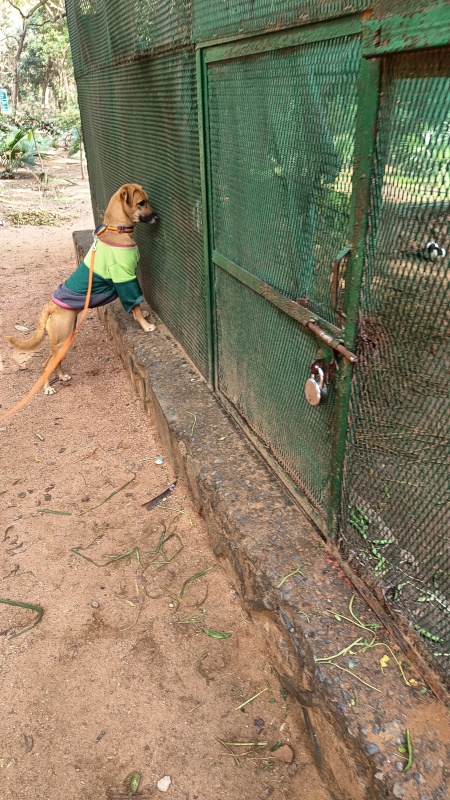 reactive dog, hauz khas deer park, pet friendly places delhi