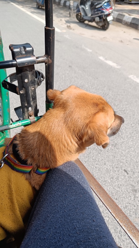 reactive dog, auto rides with pet