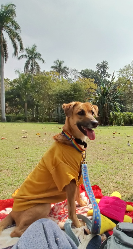 reactive dog, lodhi gardens, pet friendly places delhi