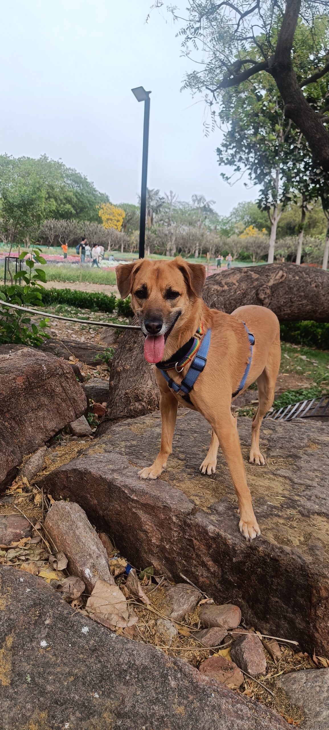 reactive dog, dog reactivity, outdoor exposure, socialization