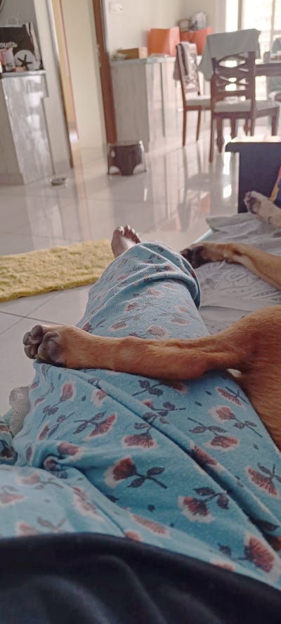 Sky, birthday, gotcha day, pet parenting, swathy and sky