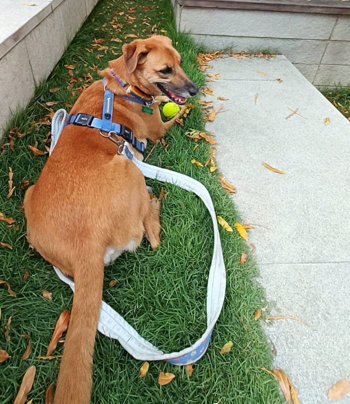 Sky, birthday, gotcha day, pet parenting, swathy and sky