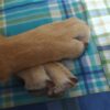 Sky, dog, indie, life, disabled people