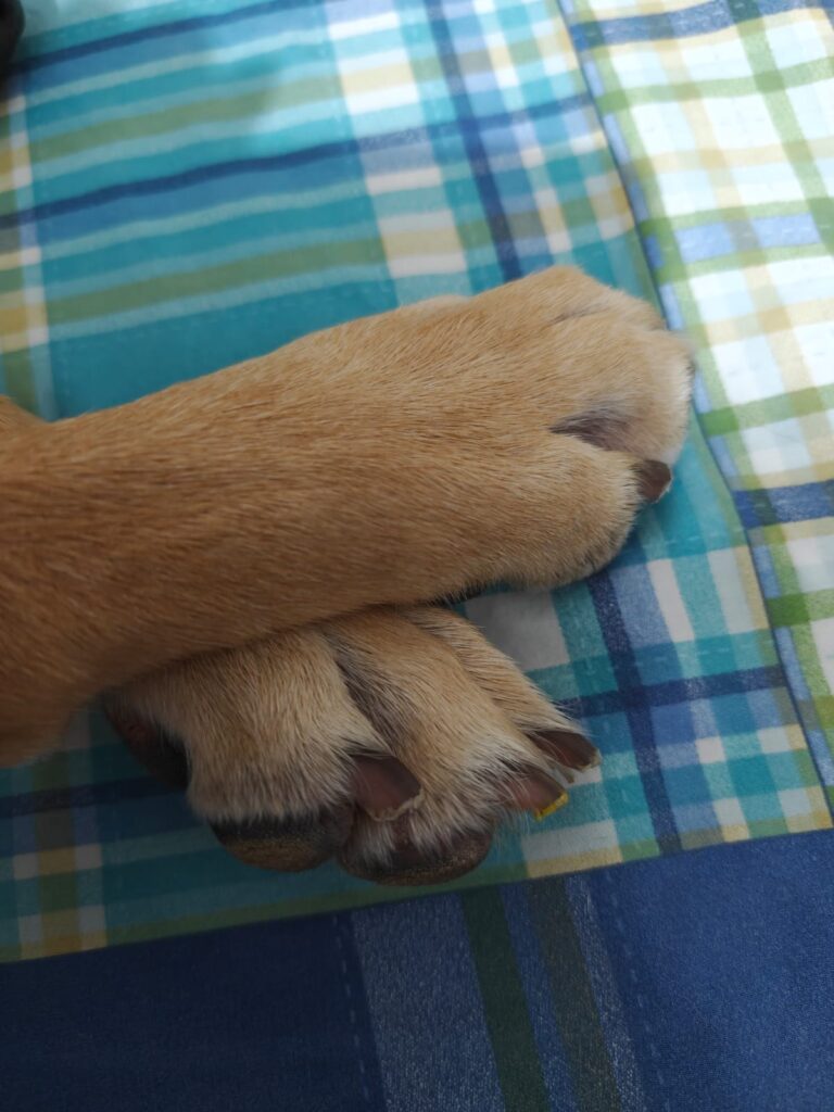 Sky, dog, indie, life, disabled people